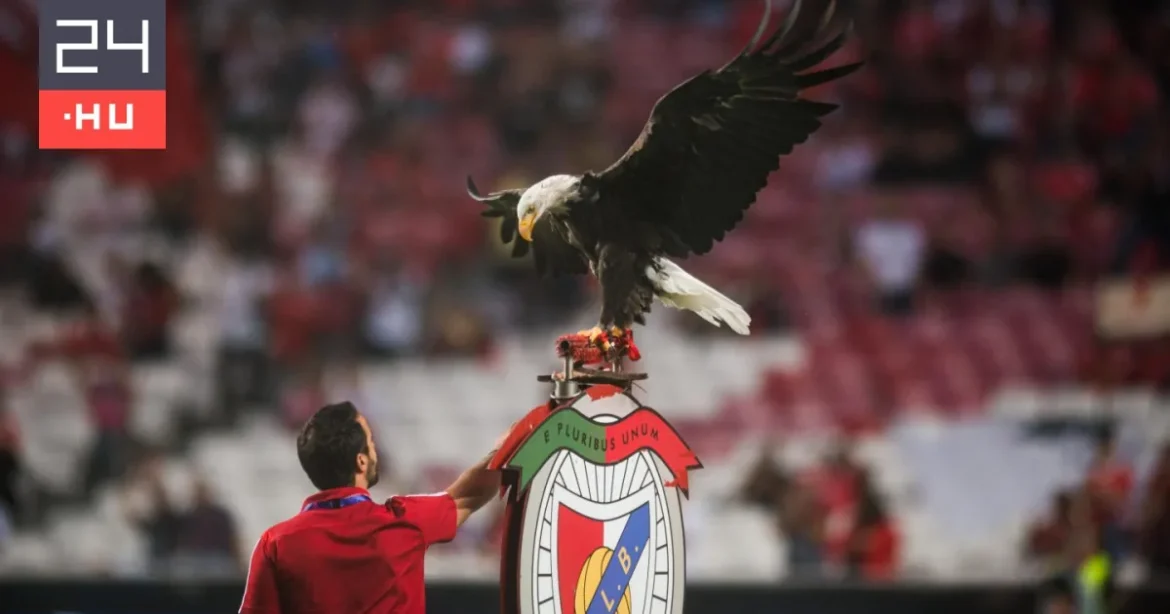 Benfica kabalaállat-gondozója kokaincsempész-hálózat része lehet