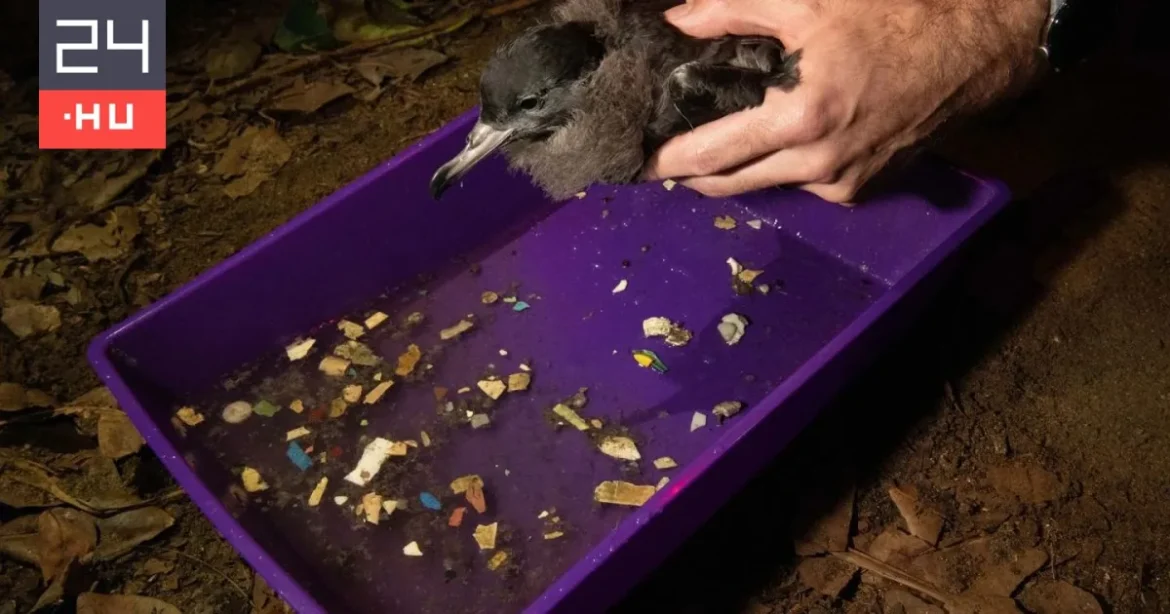 Közel ezer műanyagdarab egy madár gyomrában