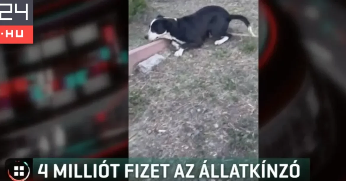 Négymillió forintos büntetést kapott egy nógrádi férfi, aki hevederrel verte a kutyáját