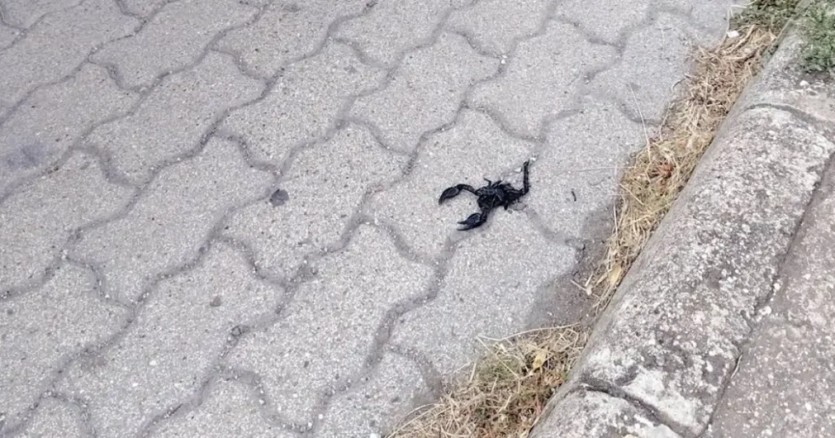 Skorpió bukkant fel a karcagi benzinkút területén