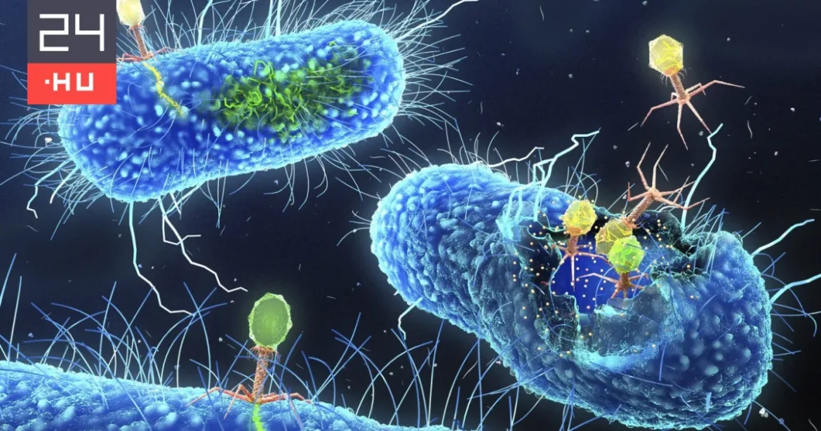 Székletátültetés segíthet az antibiotikum-rezisztens fertőzéseknél