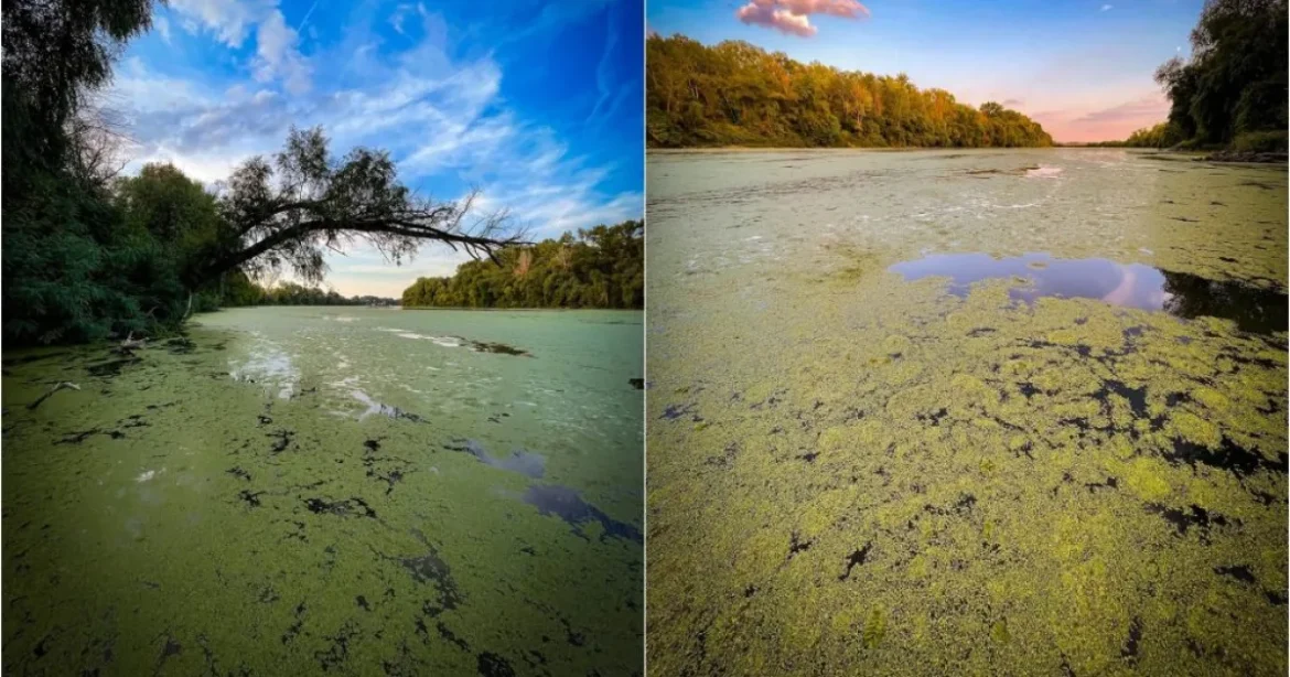 Tisza algyői szakaszát ellepte a békalencse
