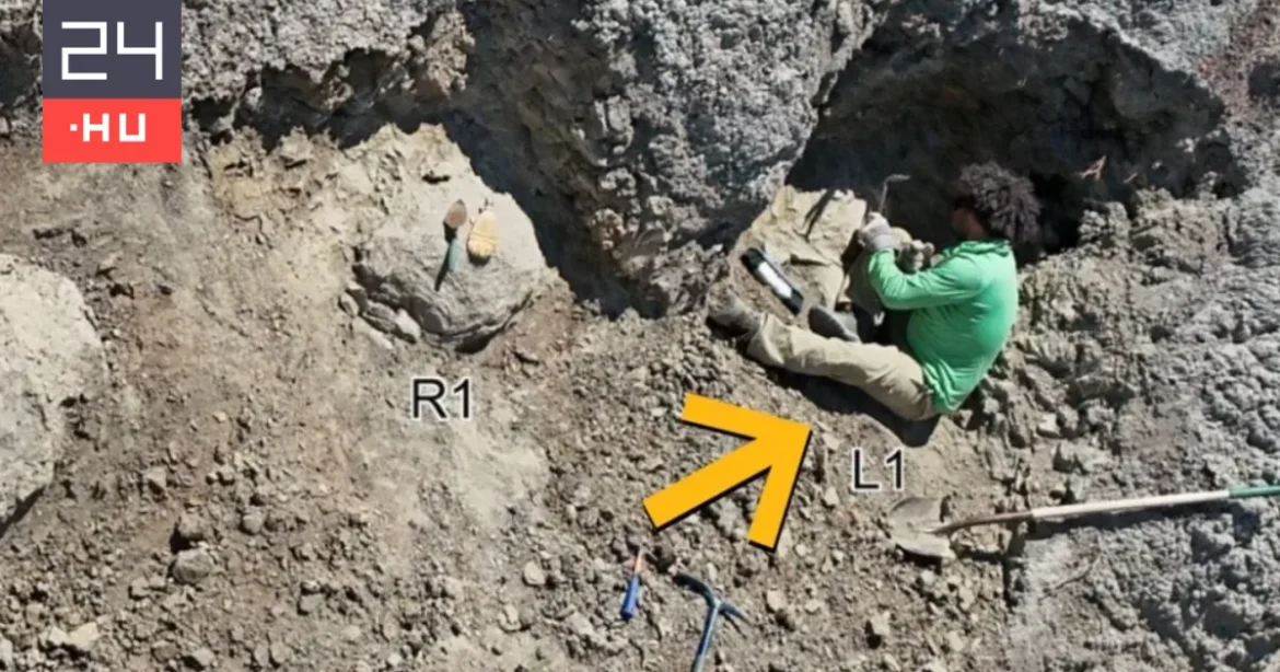 Történelmi felfedezés: megtalálták az első felnőtt T. rex útvonalát