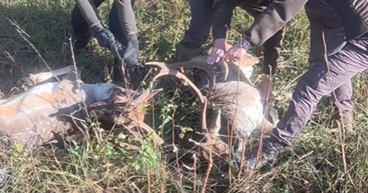 Elképesztő videó: egymás fogságába esett két dámbika a somogyi erdőben