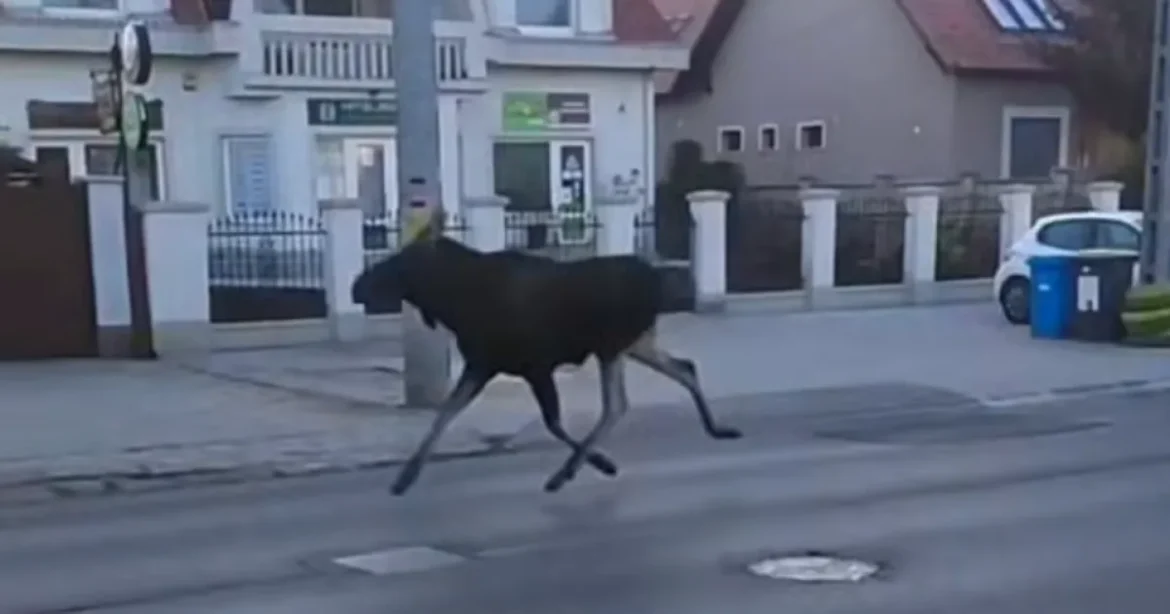 Jávorszarvas tűnt fel reggel Debrecenben