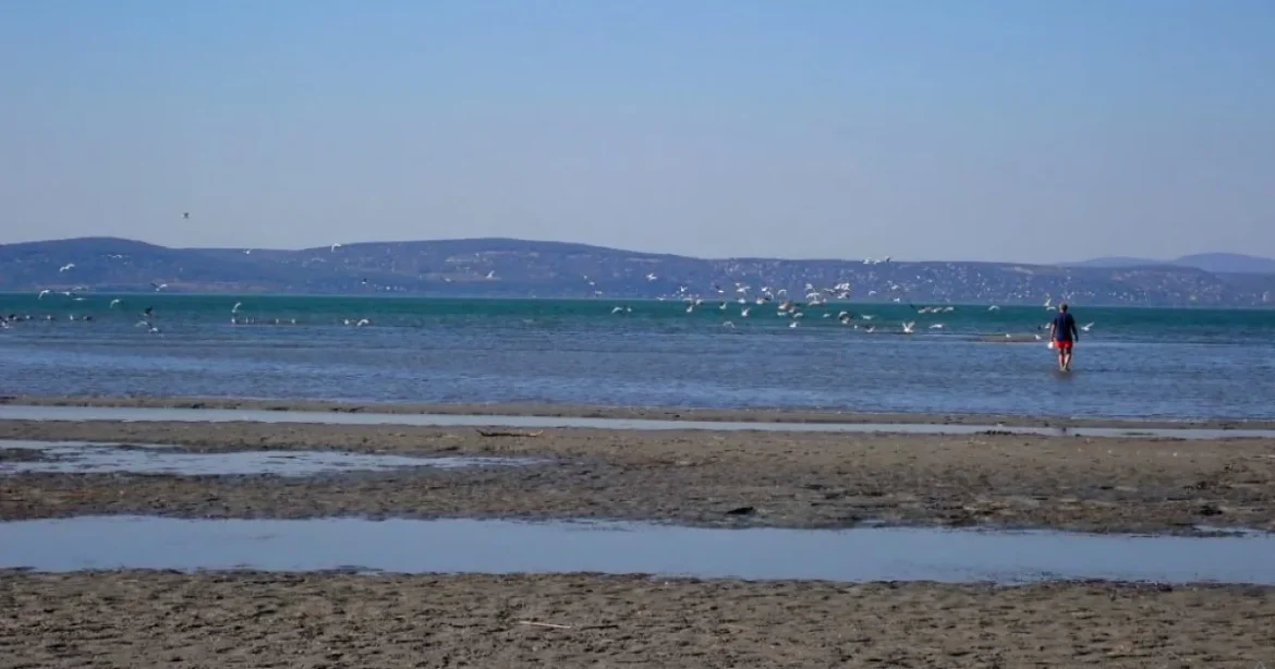 Kagylóhéjak borítják a Balaton partját – ez az inváziós faj terjedését jelzi