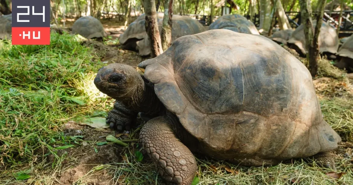 Mintha sosem lett volna a kihalás szélén ez a faj