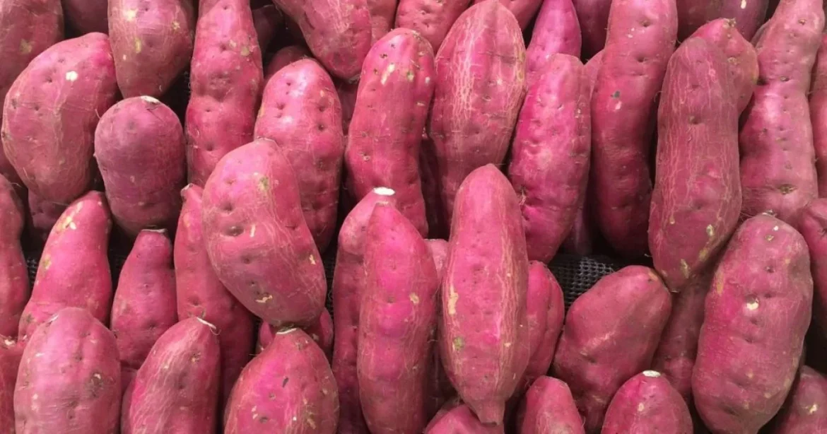 Mit kell nézni az édesburgonya vásárlásakor