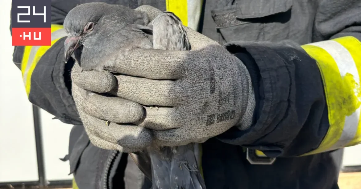Tűzoltók mentettek meg egy bajba került galambot Győrben